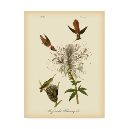 John James Audubon 'Ruff Neck Hummingbird' Canvas Art,18x24